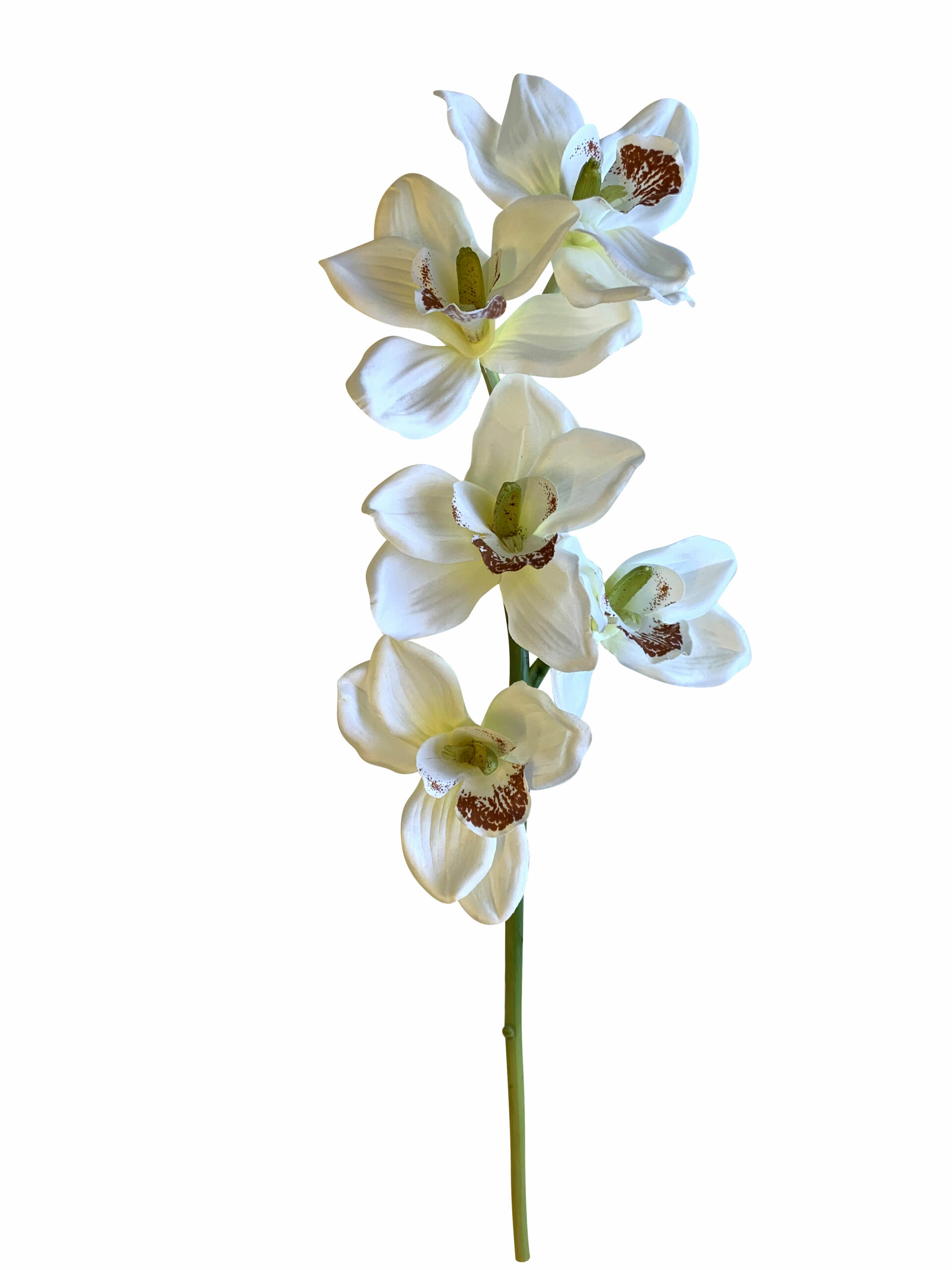 orchidee-bicolore.jpg