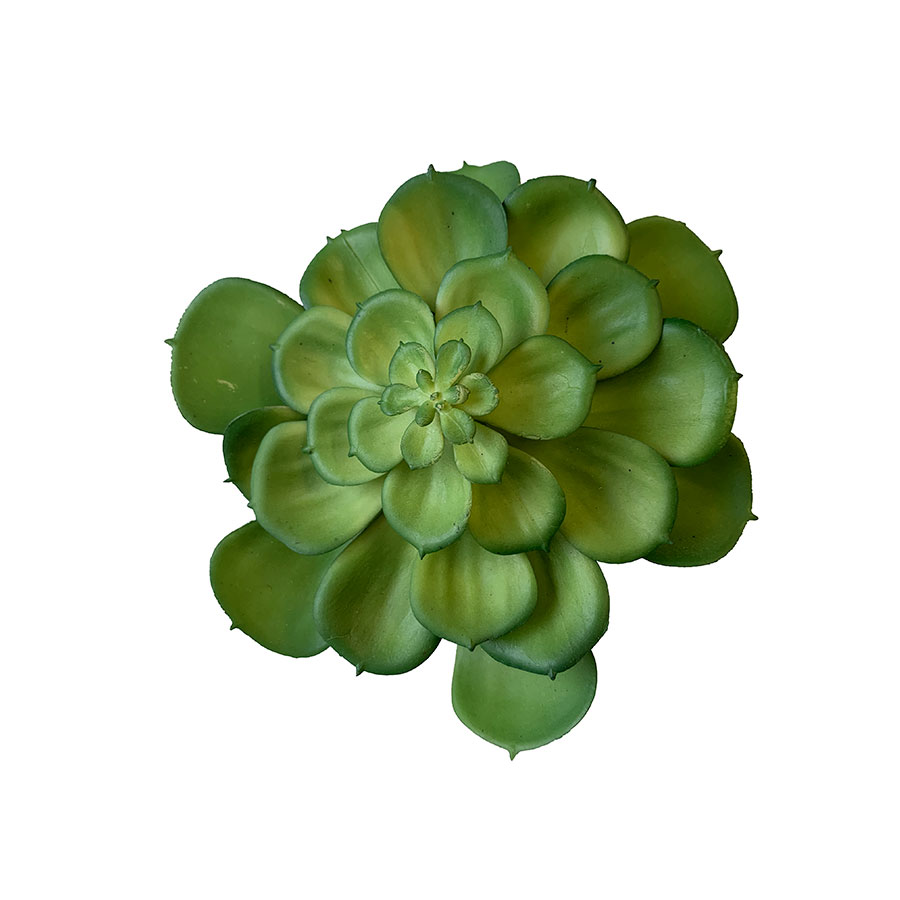 succulente-grasse-1.jpg