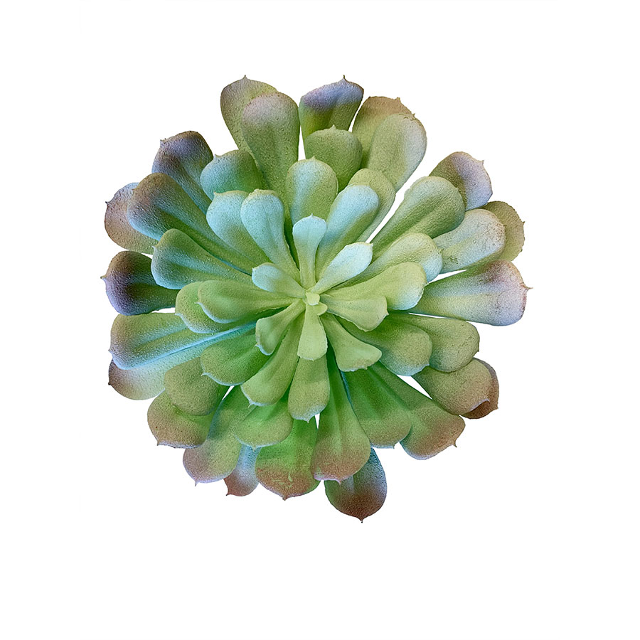 succulente.jpg